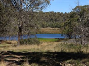 Black Sallee on Victoria River Road (Geoff Byron)