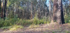 Clear evidence of one of the 1987 track rejoins (David McKenzie)