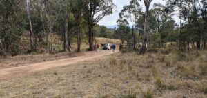 High Country Gate (David McKenzie)